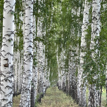 ул Гостевая